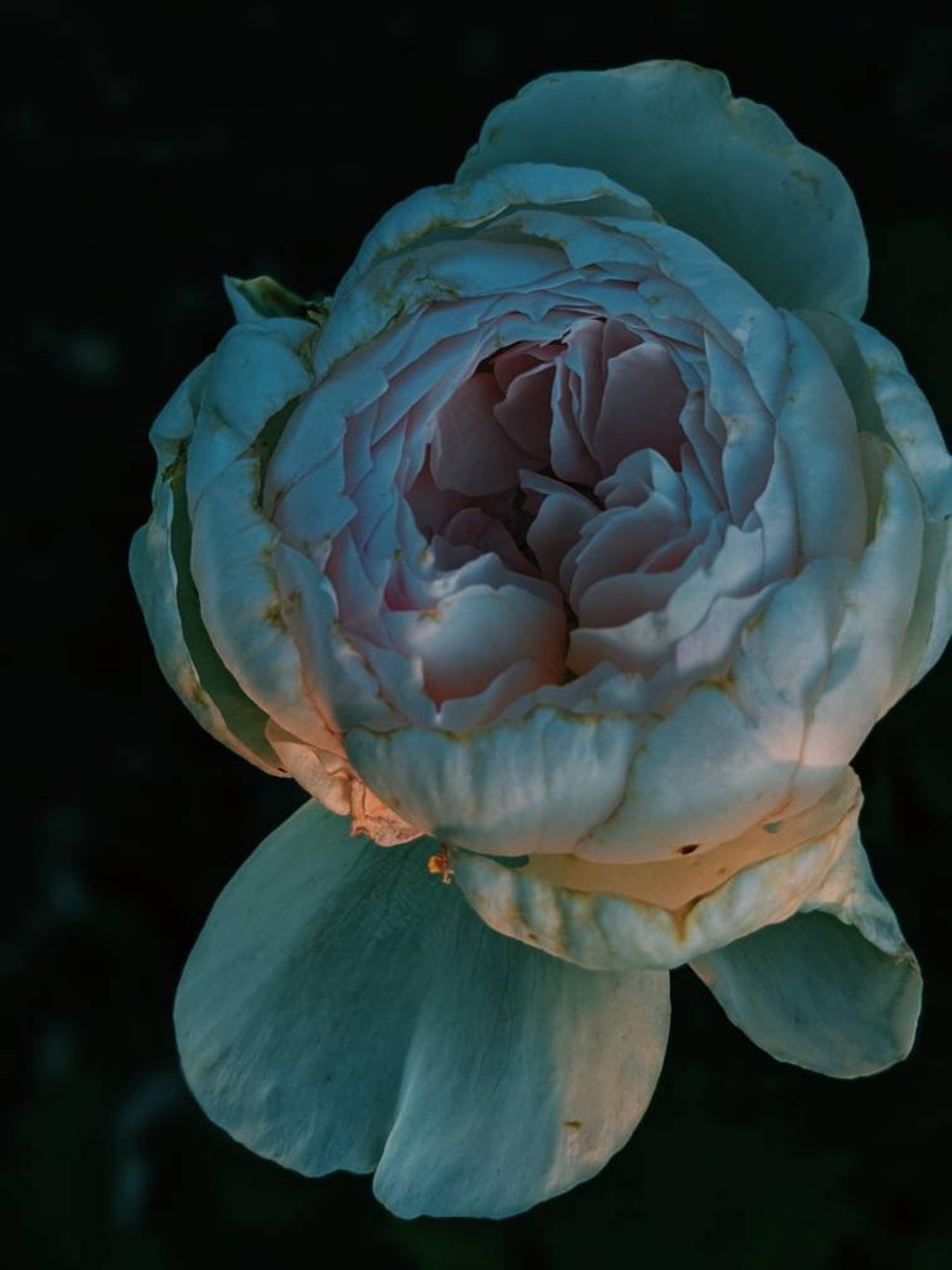 Topazio Profumo Gelsomino, rosa, vaniglia, arancia