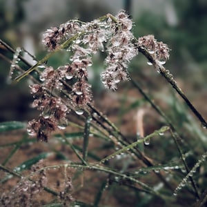 May include: Close-up of a plant with delicate brown flower buds covered in water droplets. The plant has thin green stems and is growing in a natural setting.