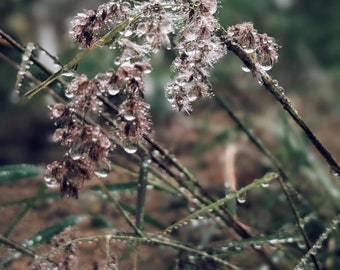 fijador de perfumes naturales. notas de fondo húmedas.