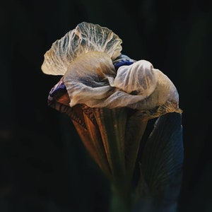 Medea. natural perfume. inky sea, jasmine, amber & orange blossom tears, frankincense, cedar-myrrh-sandalwood boat. January 2023