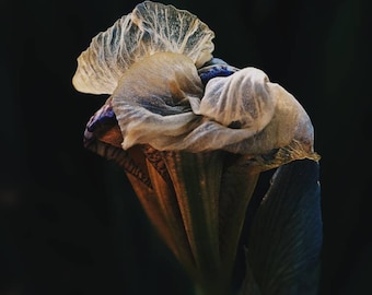 Medea. Perfume natural. Mar de tinta, jazmín, ámbar y lágrimas de azahar, incienso, barco de cedro, mirra y sándalo. Enero de 2023.