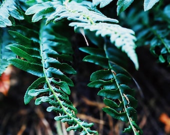 Ermite. parfum naturel. Parfum botanique tarot. chypre mousse de chêne. élémi, angélique, styrax, géranium, fleur de tilleul. végétalien. Septembre 2022