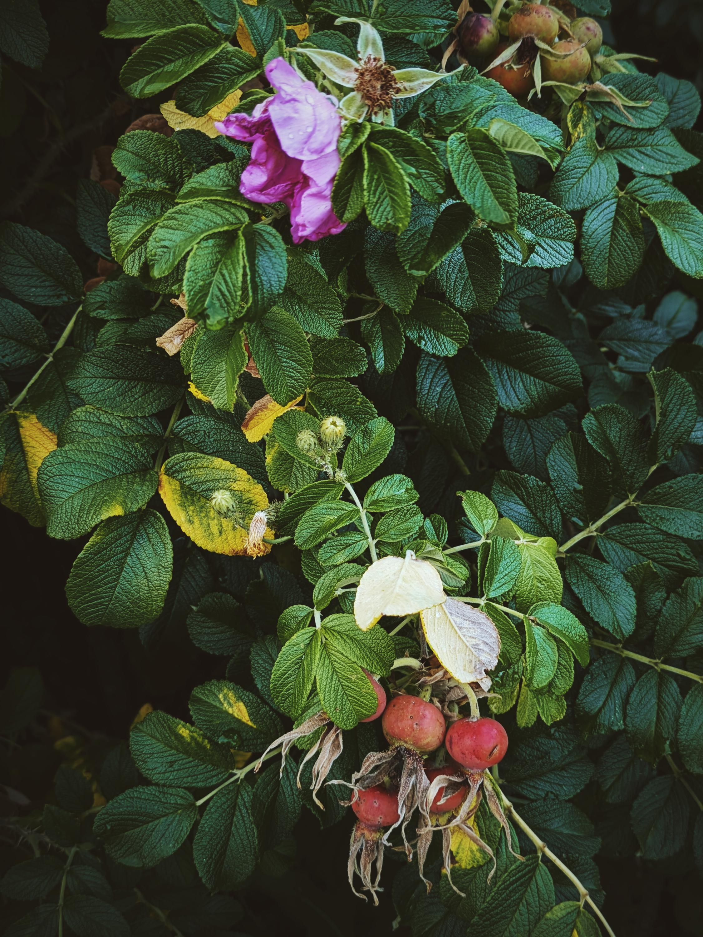 Island Roses. Natural Perfume. Maine Beach Roses (rosa Rugosa, Japanese ...