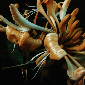 Honeysuckle Soliflore. natural perfume. single note Lonicera japonica scent with rare and in house extracts and enfleurage. July 2025