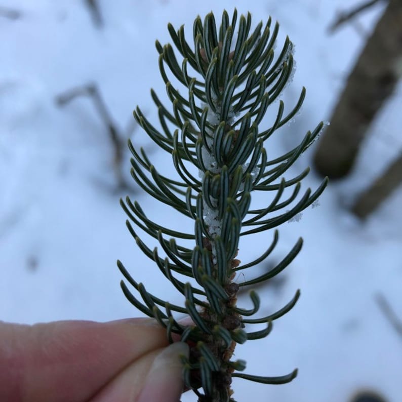 Natural Perfume Fixative. Conifer Base Notes. Etsy