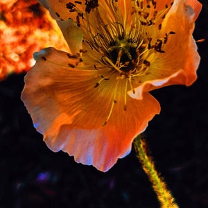 Poppy Tears • opium poppy natural perfume. from in house extracts of papaver somniferum (breadseed), Sarcocaulon mossamedense. November 2022