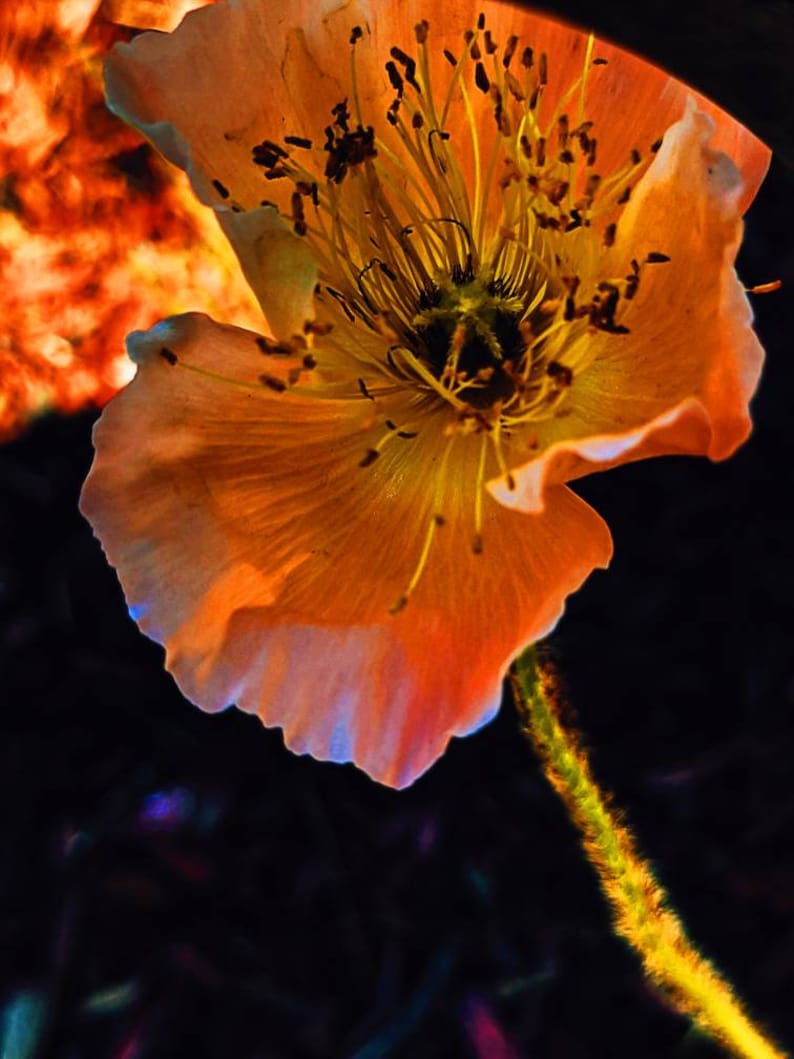 May include: A single orange poppy flower with a yellow center and delicate petals. The flower is in focus against a dark background.
