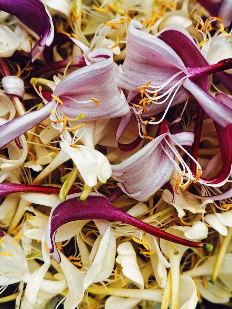 New Orleans. Natural Perfume. Garden District. Humid