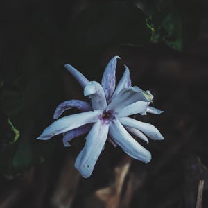 May include: A single white flower with purple veins blooms against a dark green background. The flower has a star-shaped form with multiple petals.