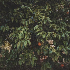 Neroli Soliflore. natural perfume. single note neroli perfume with in house neroli extracts. July 2024