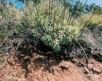 Absoluto de Salvia Blanca Silvestre (Salvia apiana).