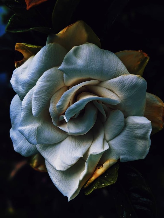 Black gardenia online perfume