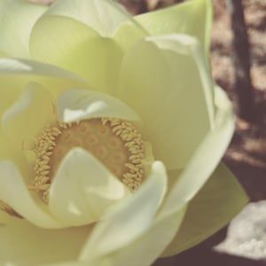 Beach Lotus. natural perfume. briny floral musk. lotus, sandalwood, neroli, seaweed, olive, vanilla, vetiver, tonka. vegan scent. May 2025