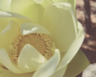 Loto de Playa. Perfume natural. Almizcle floral salado. Loto, sándalo, neroli, algas marinas, oliva, vainilla, vetiver, haba tonka. Aroma vegano. Mayo de 2025.