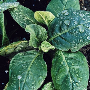 May include: Close-up of green leaves with water droplets on them. The leaves are arranged in a cluster and have a dark green colour. The water droplets are clear and reflect the light.