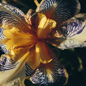 Starfish. natural perfume. apricot, tuberose, white champa flower, sandalwood, vanilla sco2, seashells, labdanum. botanical scent. July 2022