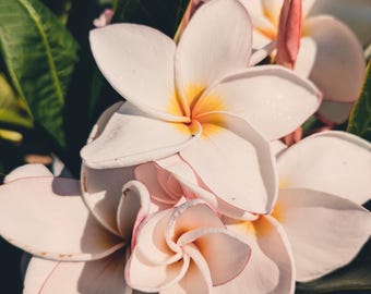 Plumeria Soliflore. perfumes naturales. Aroma de frangipani de una sola nota. Extracciones caseras de P. alba, obtusa, pudica, rubra. Septiembre 2024