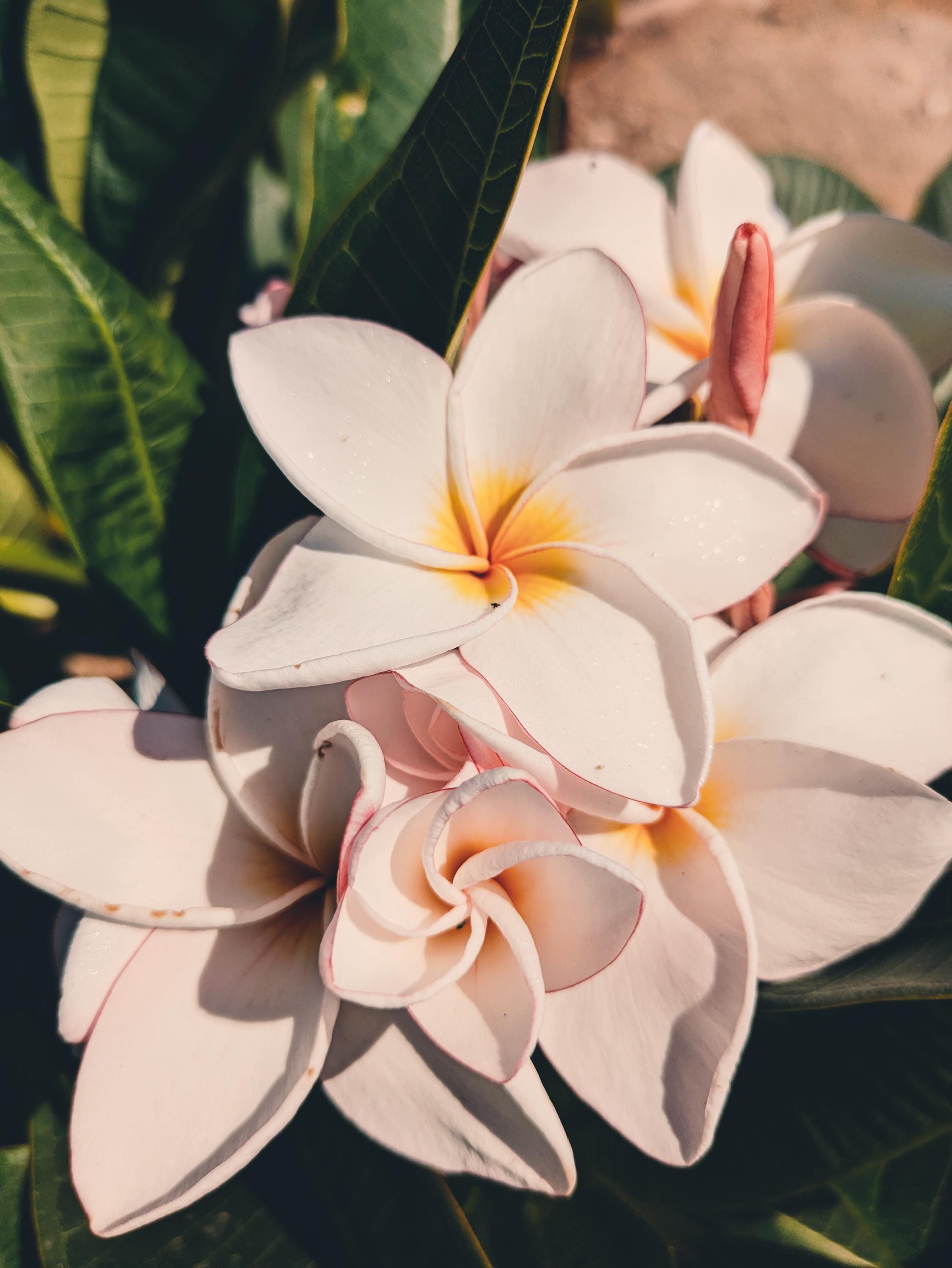 Plumeria pudica - Etsy 日本
