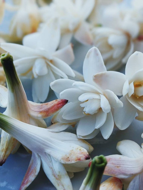 Flor de hueso. Soliflora de nardo. Perfume de nardo de una - Etsy México