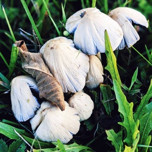 May include: A group of white mushrooms with blue-grey gills growing in a patch of green grass.