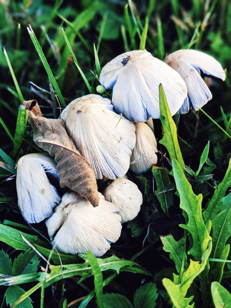 May include: A group of white mushrooms with blue-grey gills growing in a patch of green grass.
