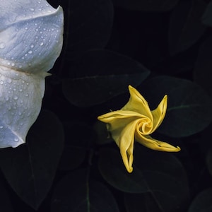Aries Moon. natural perfume. bitter almond, apricot, plumeria, vanilla supercritical, piñon, tolu, peru. botanical zodiac scent. Sept. 2023