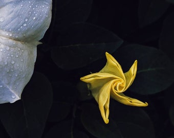 Widder-Mond. natürliches Parfüm. Bittermandel, Aprikose, Plumeria, Vanille (überkritisch), Piñon, Tolu, Peru. botanischer Sternzeichen-Duft. Sept. 2023