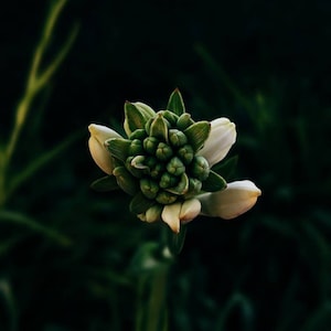Luau. natural perfume. tuberose, plumeria wax, coconuts, ylang, ripe melons, gentle savory smoke. solid fragrance. March 2025