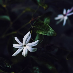 Rapunzel. natural perfume. towering sandalwood tresses, jasmine, ylang ylang, chestnut vetiver, tonka, wild oranges, myrrh. July 2025