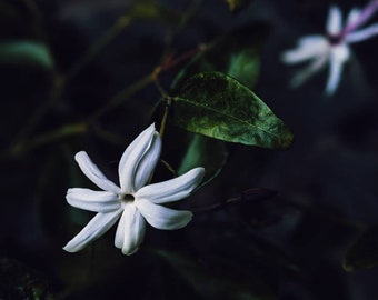 Rapunzel. Perfume natural. Exuberantes mechones de sándalo, jazmín, ylang ylang, vetiver castaño, haba tonka, naranjas silvestres, mirra. Julio de 2025.