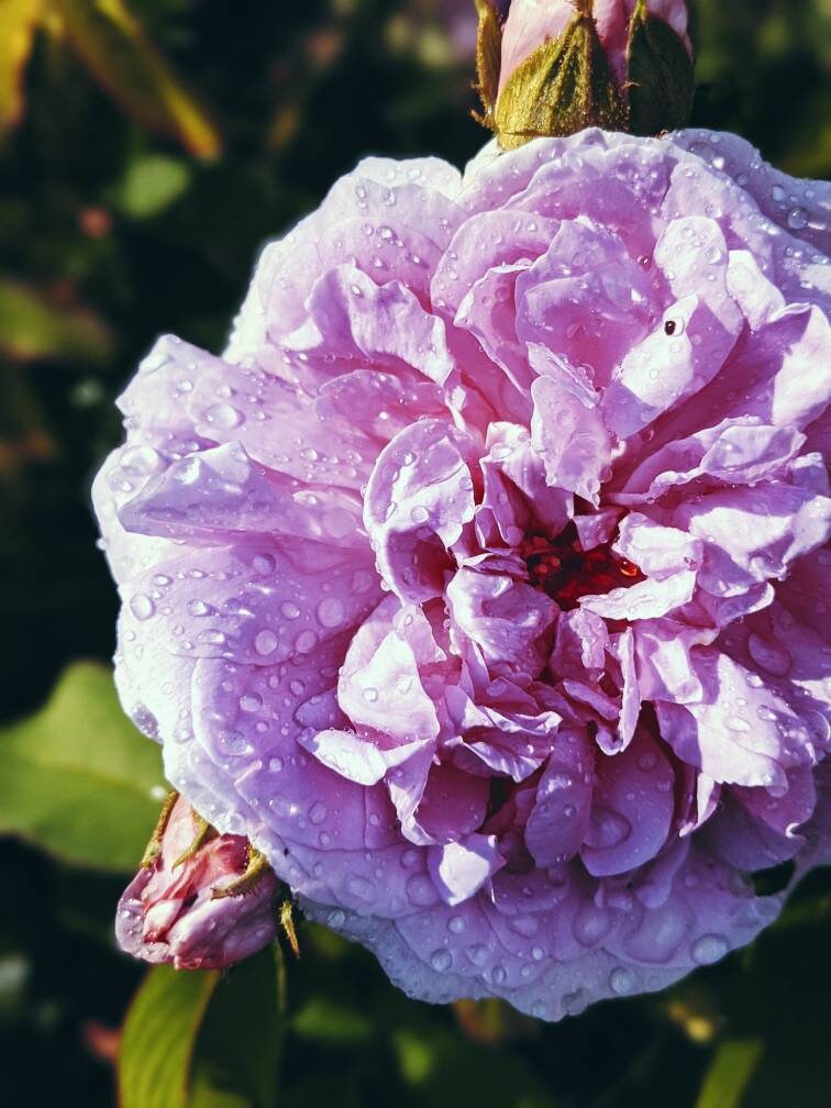Venus. perfume natural. ámbar salado, té, + polvo de rosa. flores blancas, almizcle tonquin, sándalo mysore. fragancia natural. Venus. perfume natural. ámbar salado, té, + polvo de rosa. flores blancas, almizcle tonquin, sándalo mysore. fragancia natural.
