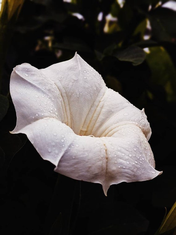 Lilac no.4 Eau de Parfum by Universal Flowering