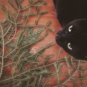 Black Cat. natural perfume. oud, wild clove, lavender, gardenia, frangipani, rosewood, clary sage, oakmoss. botanical scent. Feb. 2024