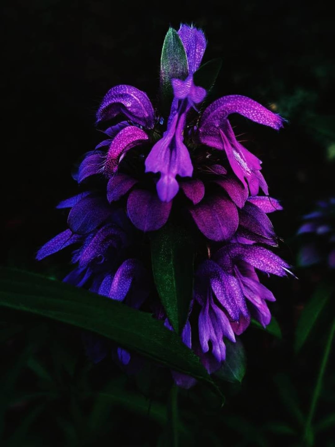 Natural Lavender, Lilac Violet Synaesthesia