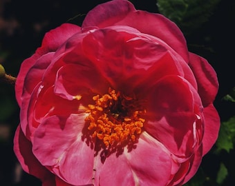 Emperatriz. Perfume botánico. Incienso marroquí + oud: rosa marroquí, jazmín, sándalo, madera de agar, incienso, resinas. Aroma a tarot. Mayo de 2023.