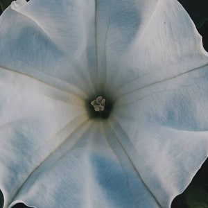 Sagittarius Moon. natural perfume. pepper, incense, lemon, amber, sandalwood, oakmoss, fir, vetiver, cedarwood. botanical. August 2025