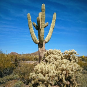 The Dunes. natural perfume. cactus flowers, sun-baked wood, sage, lavender, camphor. cistus rock rose. ambergris. musk. March 2023