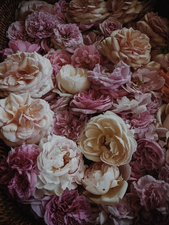 Rose romance perfume new arrivals
