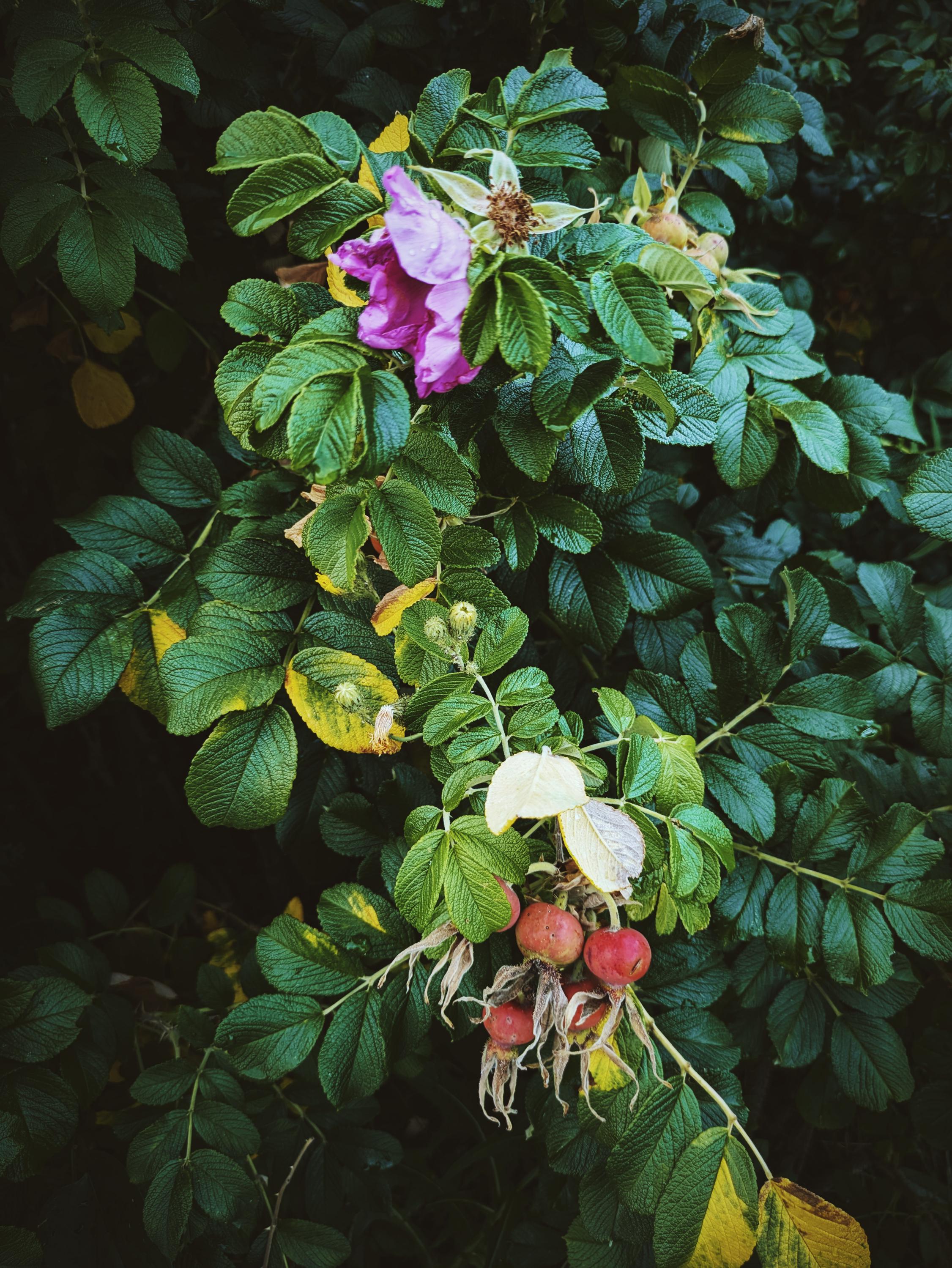 Island Roses. Natural Perfume. Maine Beach Roses (rosa Rugosa, Japanese ...