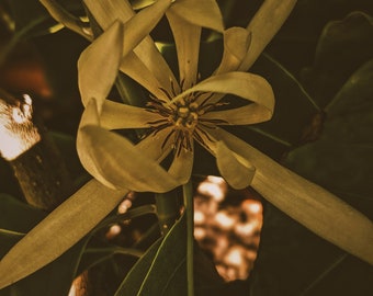 Flores del Grial. perfumes naturales. Pétalos dorados se derraman sobre el cáliz. champaca, nardo, jazmín, ylang, flor de naranjo. julio 2023