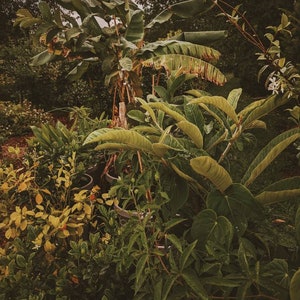 Jungle. enfleurage perfume. humidity makes the vines sweat. clouds of white gardenia bulge, folds of ruffled banana leaves. July 2023
