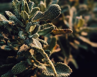 Herrbästsäljare: 9 naturliga parfymer. Provbitar av flytande dofter från Wild Veil. Presentset för honom.