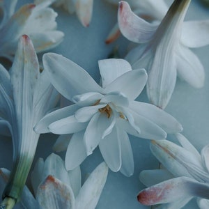 Bone Flower. tuberose soliflore. single note solid tuberose perfume with tuberose enfleurage. handmade, botanical, organic. March 2025