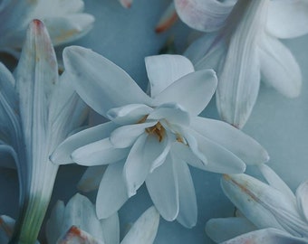 Bone Flower. tuberose soliflore. single note solid tuberose perfume with tuberose enfleurage. handmade, botanical, organic. March 2025