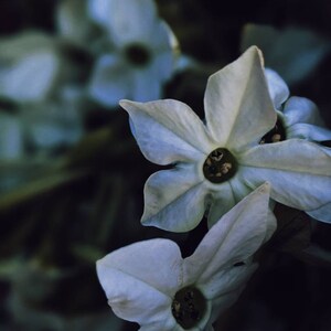 Op de afbeelding: Close-up van delicate witte bloemen tegen een donkere achtergrond. De bloemen hebben vijf bloemblaadjes en een centrum met kleine, donkerbruine vlekken.