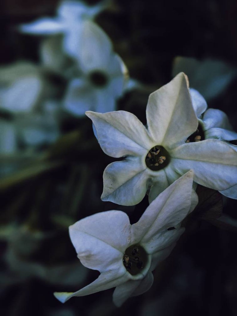 Op de afbeelding: Close-up van delicate witte bloemen tegen een donkere achtergrond. De bloemen hebben vijf bloemblaadjes en een centrum met kleine, donkerbruine vlekken.