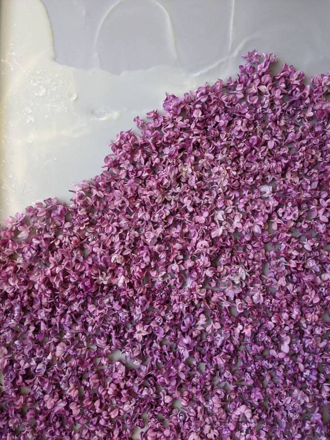 Lilac Enfleurage Primer: the Wild Veil Perfume Technique. - Etsy