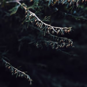 Lunatic. natural perfume. mad forest. tarragon vamps & swoons for vanilla bourbon, dotted with neroli crystals. musk deer scent. April 2023