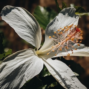 Ylang Ylang Soliflore. natural perfume. single note Cananga odorata perfume with in house and rare, aged ylang-ylang extracts. June 2025