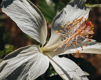 Ylang Ylang Soliflore. natural perfume. single note Cananga odorata perfume with in house and rare, aged ylang-ylang extracts. June 2025